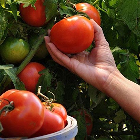 Golden Hills Farm Red Tomato Seed Balcony Vegetables Suitable Potted ...