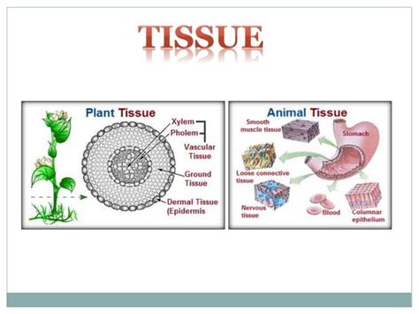Tissue Chapter Class 9 的图像结果