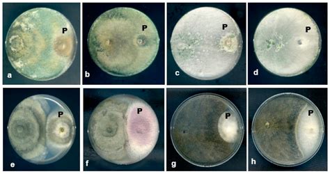 Molecular Phylogeny of Endophytic Fungi from Rattan (Calamus castaneus ...
