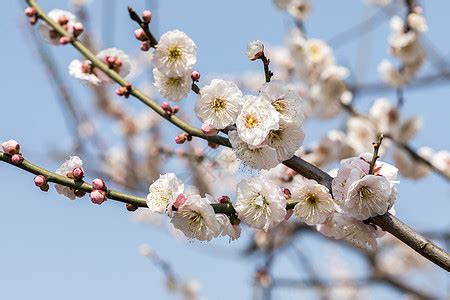 春天盛开的梅花高清图片下载-正版图片501579747-摄图网