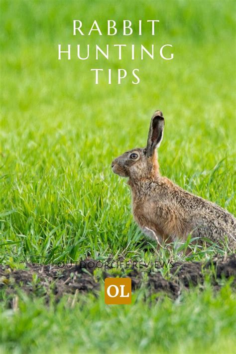 Rabbit Hunting Tips 的图像结果