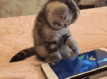 猫咪可爱玩耍手机gif动图_动态图_表情包下载_SOOGIF