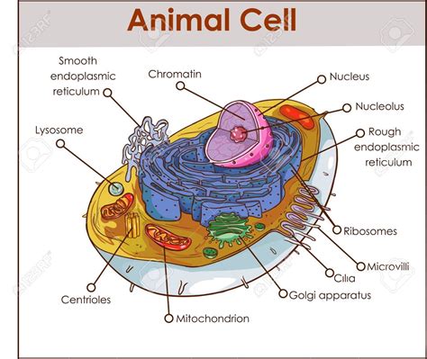 Labelled Smooth Endoplasmic Reticulum