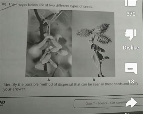 the image below are of two different types of seed? identify the ...