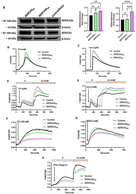 T Lymphocyte Integrated Endoplasmic Reticulum Ca2+ Store Signaling ...