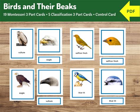 Image result for Classification Key for Birds