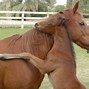 Image result for Cute Animals Giving a Hug
