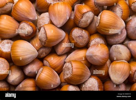 Image result for Hazelnut Tree Top View