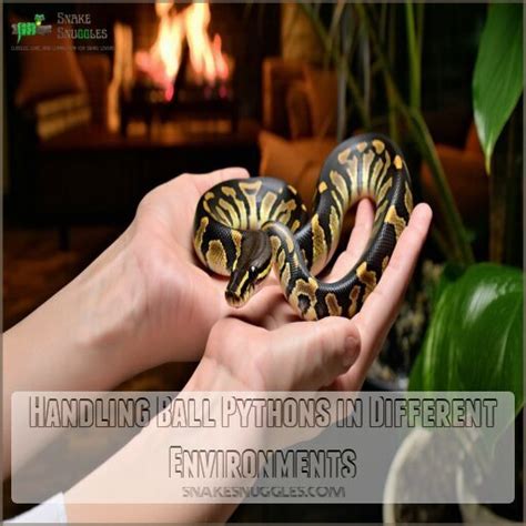 Image result for Handling a Ball Python