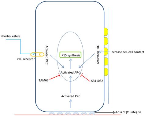 Keratin K15 as a Biomarker of Epidermal Stem Cells