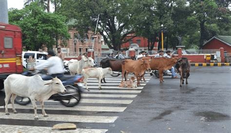 Swambhu Gau Rakshaks On The Road: Does Motor Vehicles Act Play Any Role?