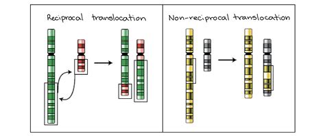 Reciprocal Translocation Meiosis