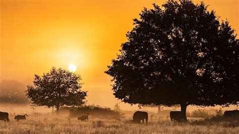 Conservation 的图像结果