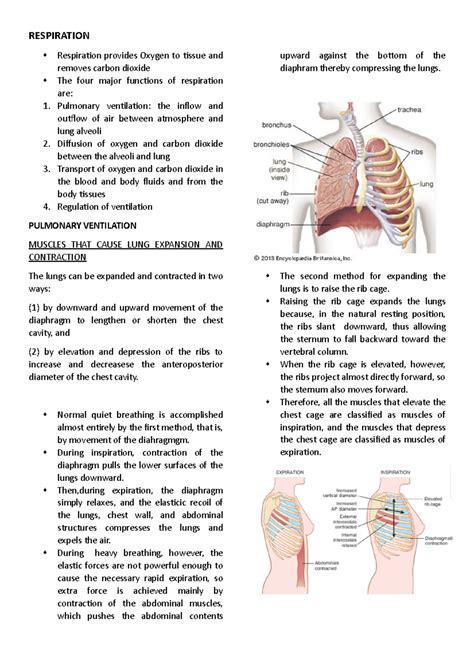 Respiration - structure with detailed explanation - RESPIRATION ...
