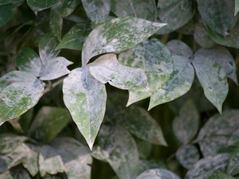 Causes And Treatments For Powdery Mildew On Peonies | Gardening Know How
