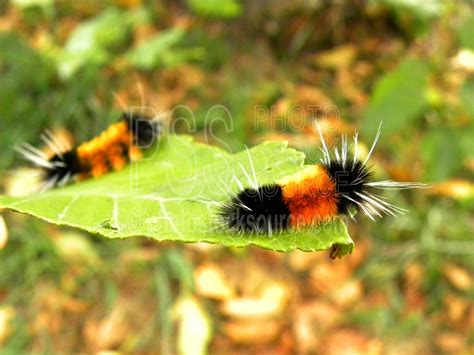 Woolly Bear Caterpillars: Myths, Magic, and the Truth About These Fuzzy ...