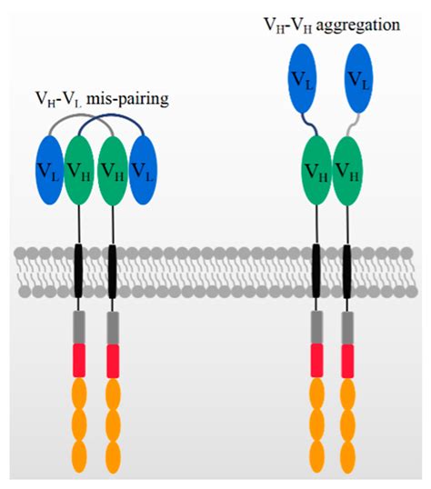 The Application of Nanobody in CAR-T Therapy