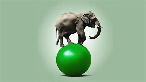 Image result for Elephant Problem Solving