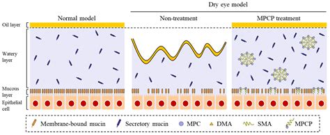MPC Polymer Promotes Recovery from Dry Eye via Stabilization of the ...