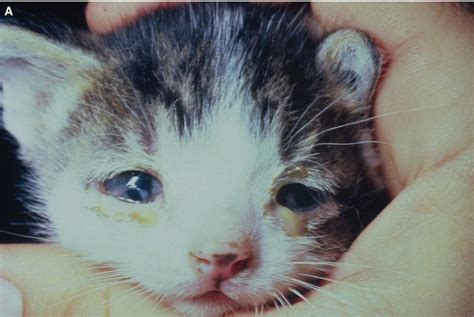 What Does Cat Eye Infection Look Like at Cecil Messer blog