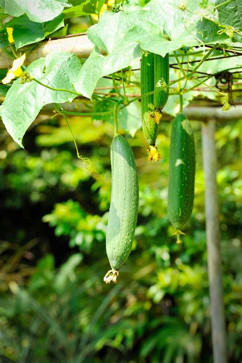 How To Grow Loofah Sponges - Plantglossary | Growing loofah sponge ...