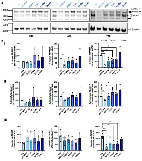 Modulation of ADAM17 Levels by Pestiviruses Is Species-Specific