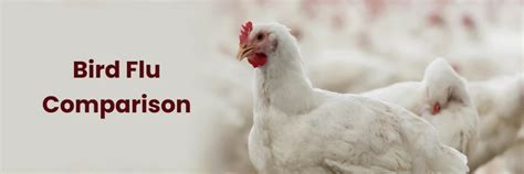 Bird Flu vs. Seasonal Flu: A Comparative Analysis