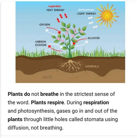 Why Plants Respire All Day And Night at Hilda Lefebre blog