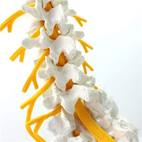 Buy DBSCD Anatomical Lumbar Spine Model - 1:1Life Size Sacral Nerve ...