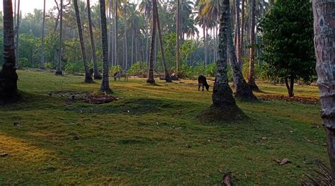 OMBAK INDAH RESORT (Tanjung Setia) - Specialty Hotel Reviews & Photos ...