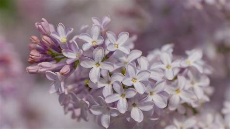 Wallpaper lilac, inflorescence, spring, petals, flowers hd, picture, image