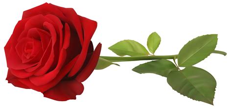 Red Rose with Stem Transparent PNG Clip Art Image | Gallery ...