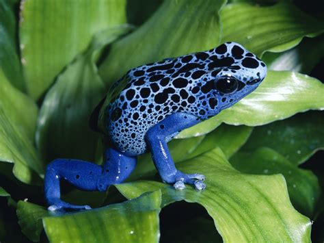 Poison Dart Frog