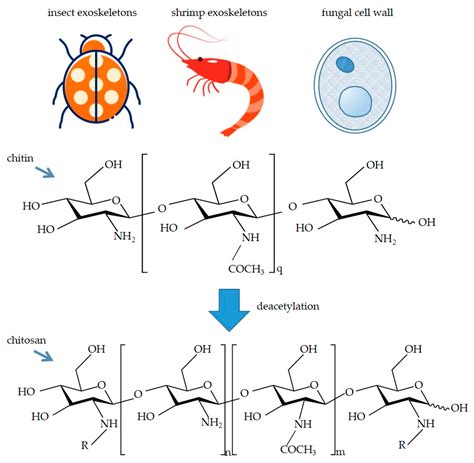 Synthesis, Characterization, Properties, and Biomedical Application of Chitosan-Based Hydrogels - What Element Is G