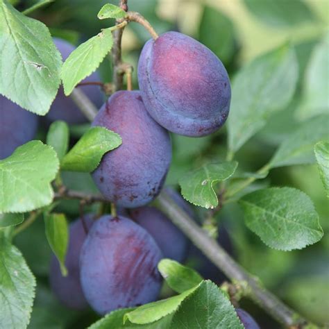 Buy plum Czar plum 'Czar': Delivery by Waitrose Garden
