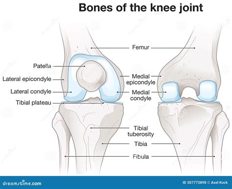 Knee Joint Anatomy. Labeled. 3D Lllustration Stock Illustration ...