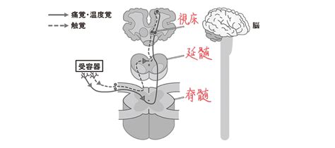 Image result for Alien Facehugger Medical Mask