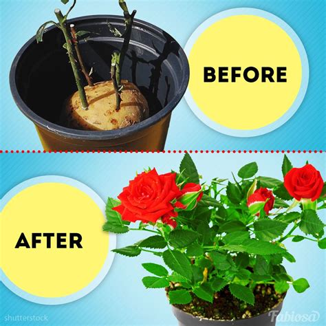 Can You Grow Roses From Cuttings