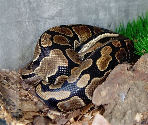 Snake Game Using Python 的图像结果
