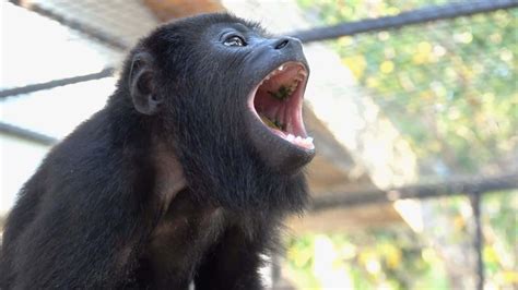 Download Howler Monkey Vocalizing.jpg Wallpaper | Wallpapers.com