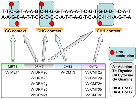 Emerging Roles of Epigenetics in Grapevine and Winegrowing