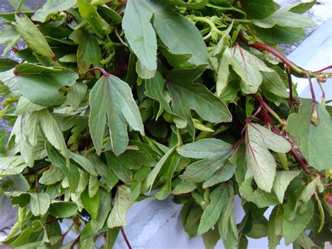 Gongura In English