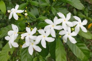 PB EVERGREEN Jasmine Plant Price in India - Buy PB EVERGREEN Jasmine ...
