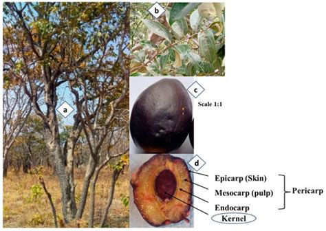 Physicochemical and Compositional Characterization of a Wild Fruit from ...