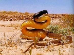 世界上最毒的蛇靠吃同类维生，被咬后会被石化