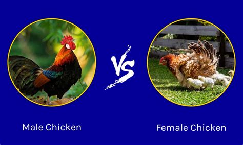 Male vs. Female Chicken: The Key Differences - A-Z Animals