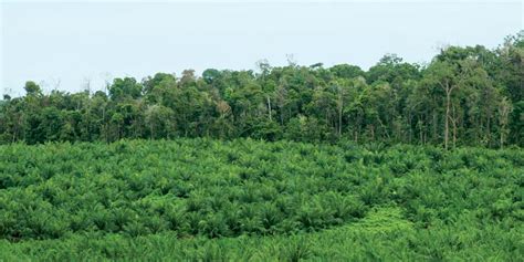 EU Sustains Squeeze on Palm Oil | Global Oil & Fats Business Online ...