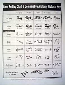 Educational Science Owl Pellet Bone Sorting Charts(15) : Amazon.in ...