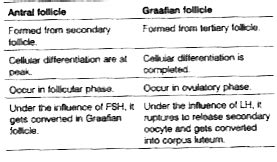 Antral follicle and Graafian follicle