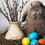Image result for Easter Bunny Background